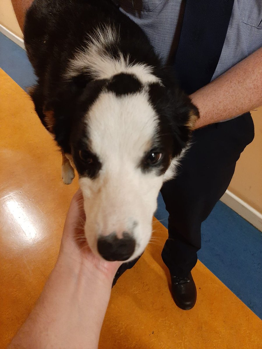 GardaTraffic's tweet photo. These two puppies were found near Castleknock Golf Club earlier tonight and would love to #StayAtHomeAndStaySafe, if you recognise them or know who owns them please contact Blanchardstown Garda Station where they are currently being cared for. We will deliver them safely home https://t.co/lioTHo2VSf