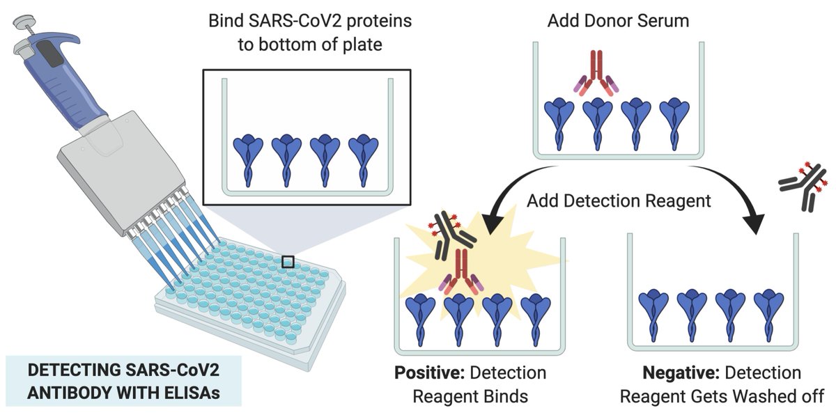 Step 3: Our testing team incl. Heather Kalish  @NIBIBgov &  @cispt2  @NCATS_NIH_GOV measuring Spike/RBD IgG/IgM/IgA seropositivity & cross-reactivity w other coronaviruses. Controls, controls, & multiple readouts.