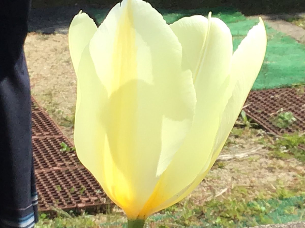 ShinyaOwada's tweet photo. These photo works were taken by my 2nd graders. They were looking for “spring” with iPad outside.
Beautiful cherry blossoms beat Coronavirus.
#ADE2019
#AppleEduChat
#everyonecancreate
#ADEJapan https://t.co/smZvjzmC62