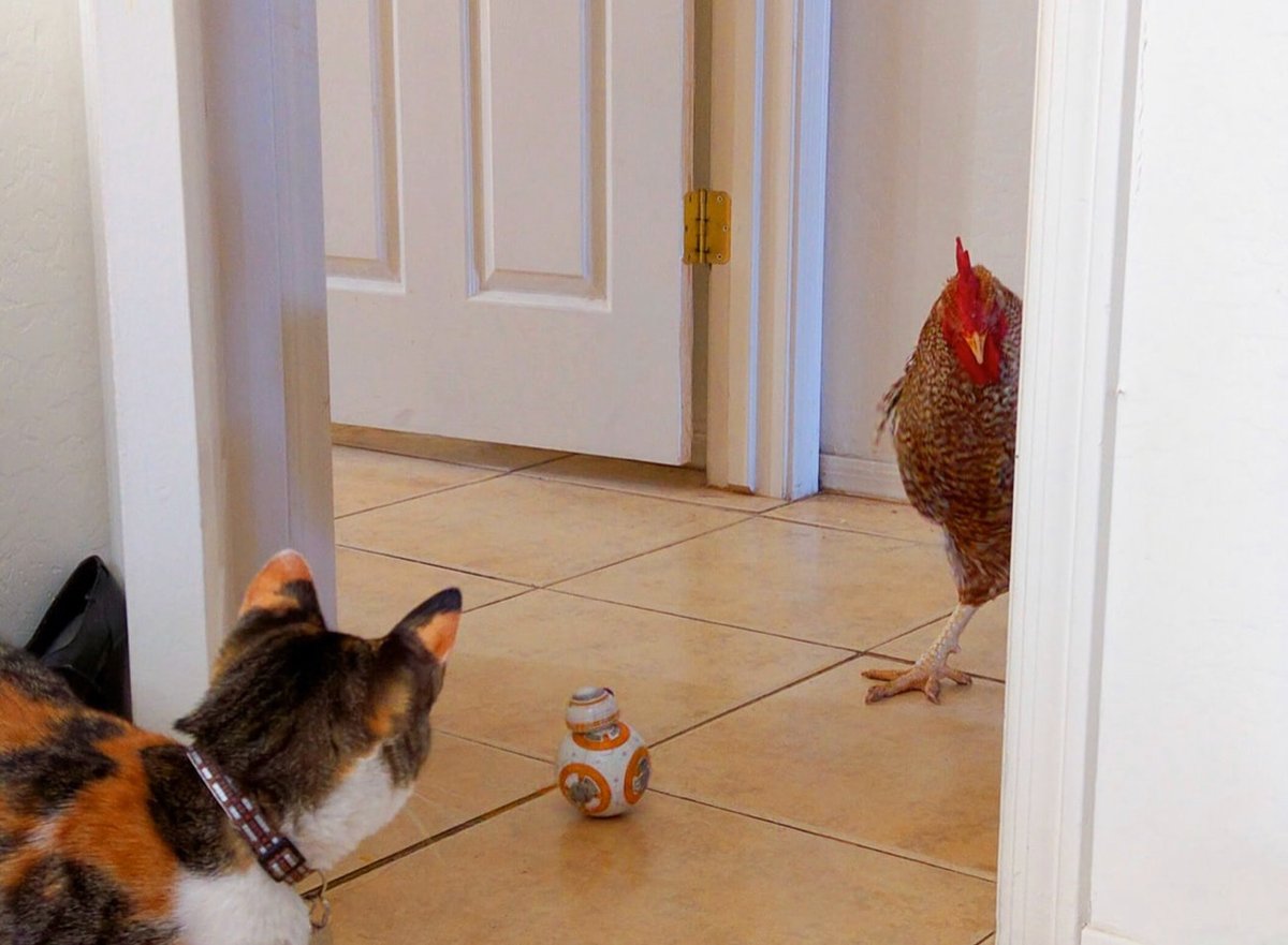 furzly's tweet photo. Can you guess what’s going on here? 🤔 Neither can we! 🐥 
#petlife #paws #funny https://t.co/fCdSOu7rx3