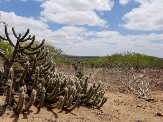 Elas ocorrem principalmente em áreas áridas, com pouca umidade, como nosso Cerrado e Caatinga.Fáceis de se ver andando na praia.São vespas solitárias e ectoparasitoides que atacam larvas e pupas de vespas que constroem ninhos e abelhas, pra se desenvolver a custa da vida deles.