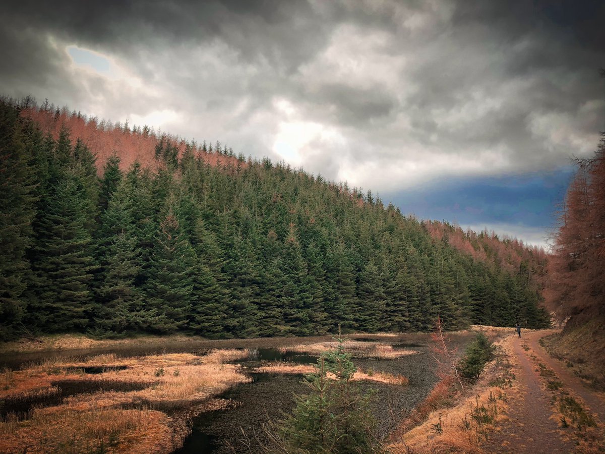 erb_ruth's tweet photo. Making the most of my allocated exercise, lucky I live next to the #ochillhills #auchterarder # Scotland #lockdown #NaturePhotography #DailyExercise #NatureTherapy #StayHomeSaveLifes https://t.co/qFKMB4QLEt
