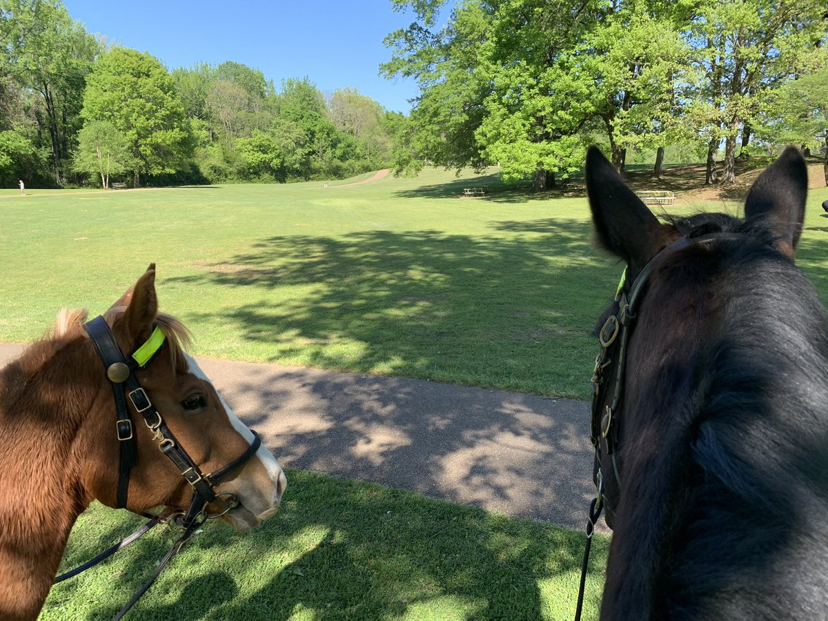The boys had a good patrol at the park practicing their #SocialDistancing. Sadly no petting at this time but plenty of hellos 🐴🐴