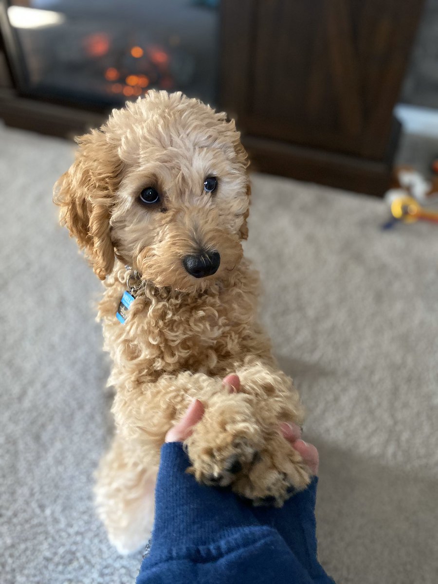 LusterJj's tweet photo. I cannot stop loving this little guy 🐶❤️ https://t.co/LZ0UhLbeuq