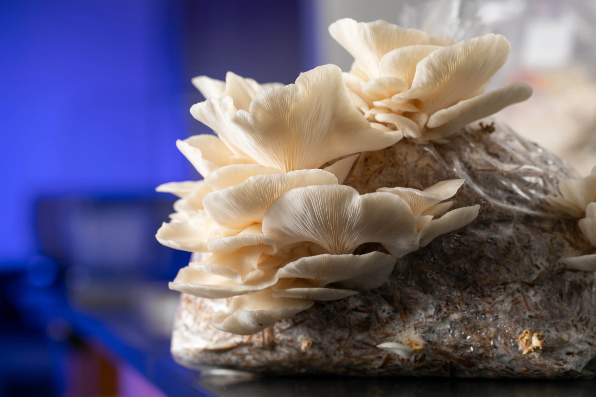 KSUresearch's tweet photo. Check out the video - https://t.co/FEBAh1Zpkb - @ctcornelison &amp; @KyleTGabriel @BioInnovateKSU  @kennesawstate are leveraging technology to expand mushroom production opportunities in Georgia! @KSUFieldStation!  @KSUCSM @PhaedraCorso  #KSUResearchwithRelevance https://t.co/ey6Ux1HUKk