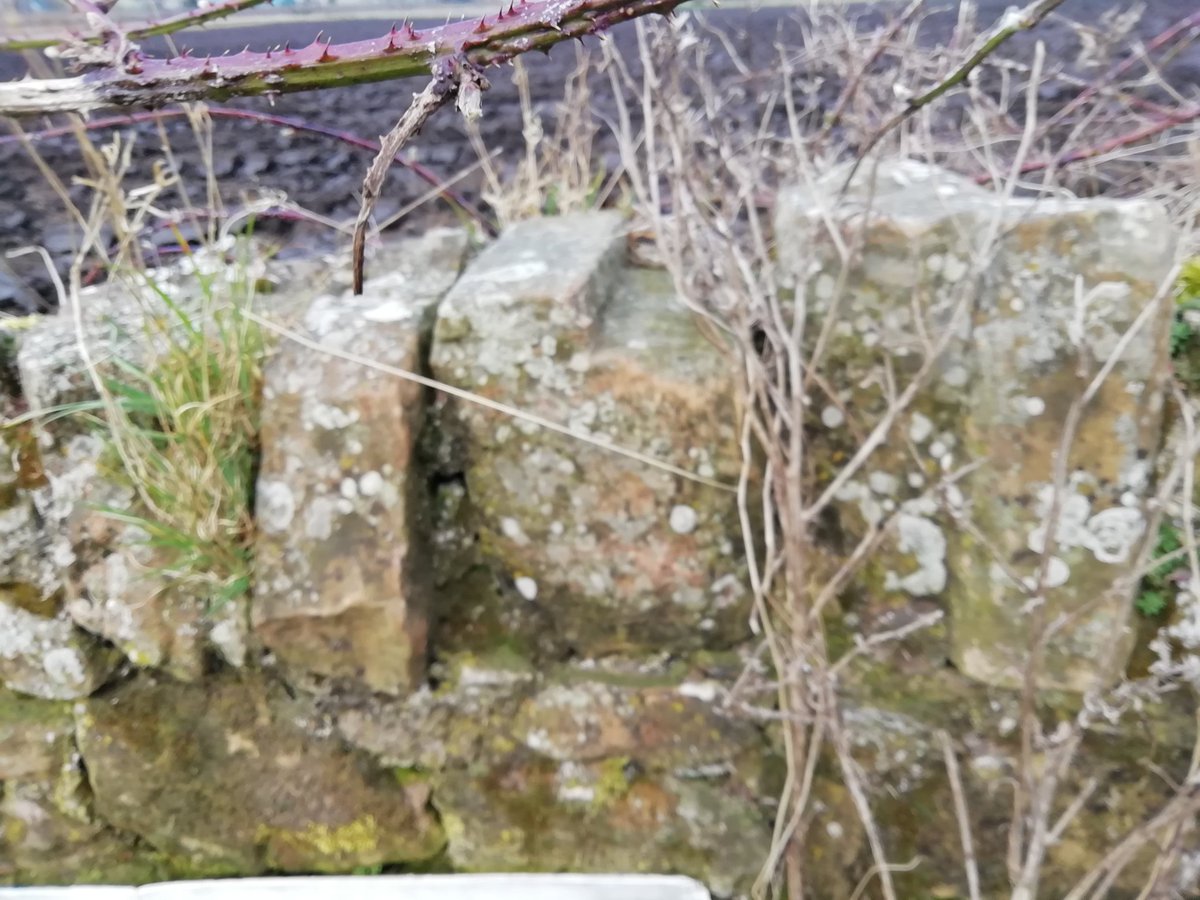 In truth you can find unusual stones that once formed parts of other structures reused in walls all over Prestonpans, but none compare with those found in a field boundary wall on the edge of townYou get an inkling this is no ordinary wall from some standout wall-toppers (6/12)