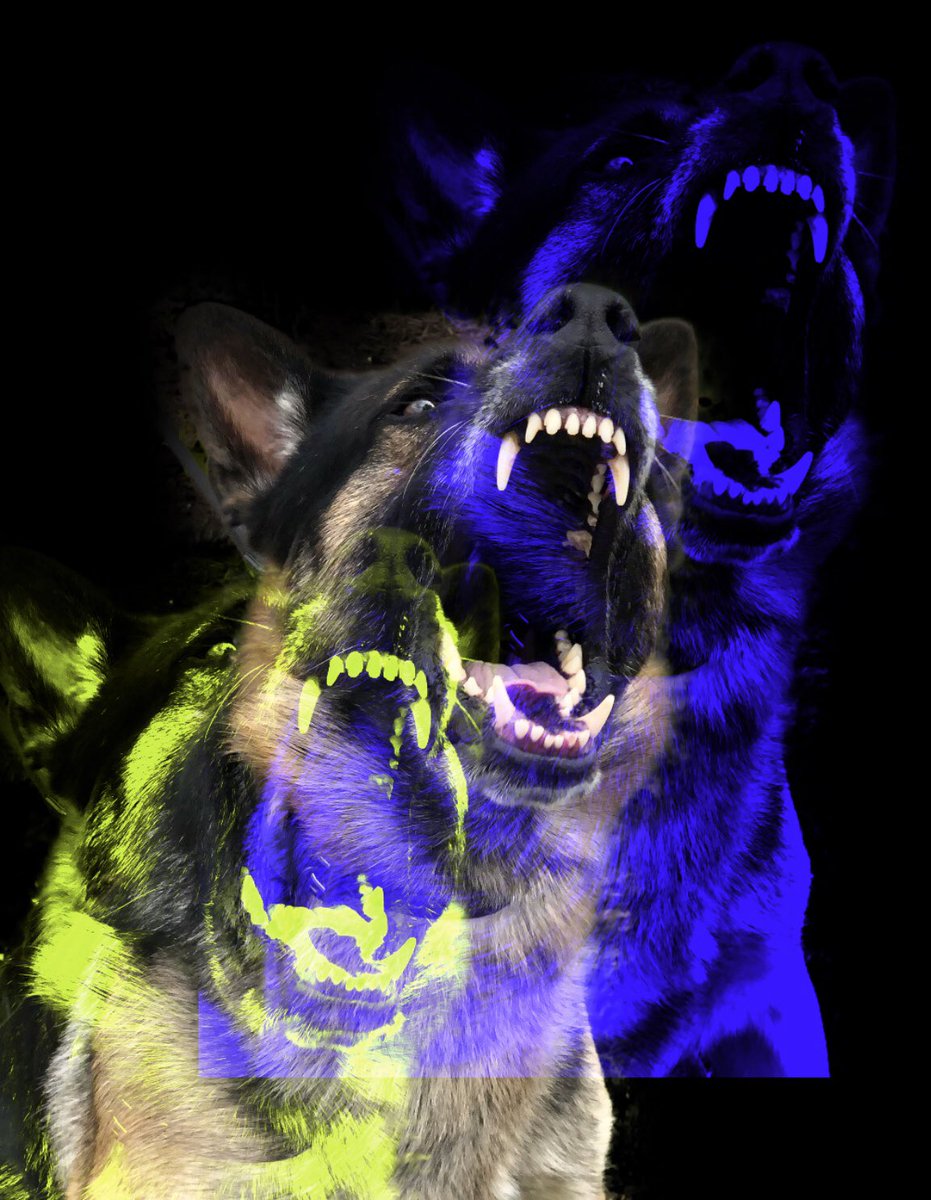 Throw Away Dogs ™ ©️ tweet media