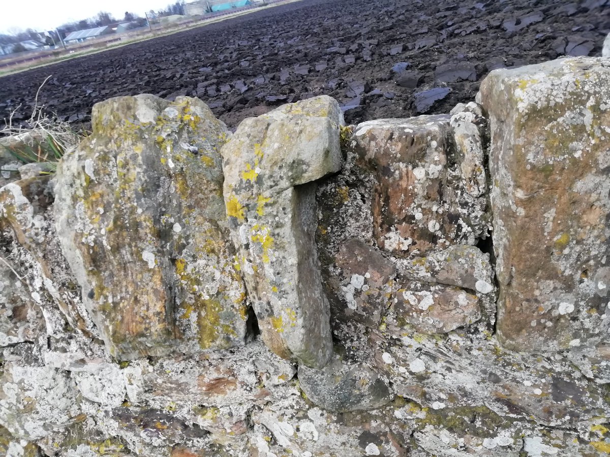 In truth you can find unusual stones that once formed parts of other structures reused in walls all over Prestonpans, but none compare with those found in a field boundary wall on the edge of townYou get an inkling this is no ordinary wall from some standout wall-toppers (6/12)