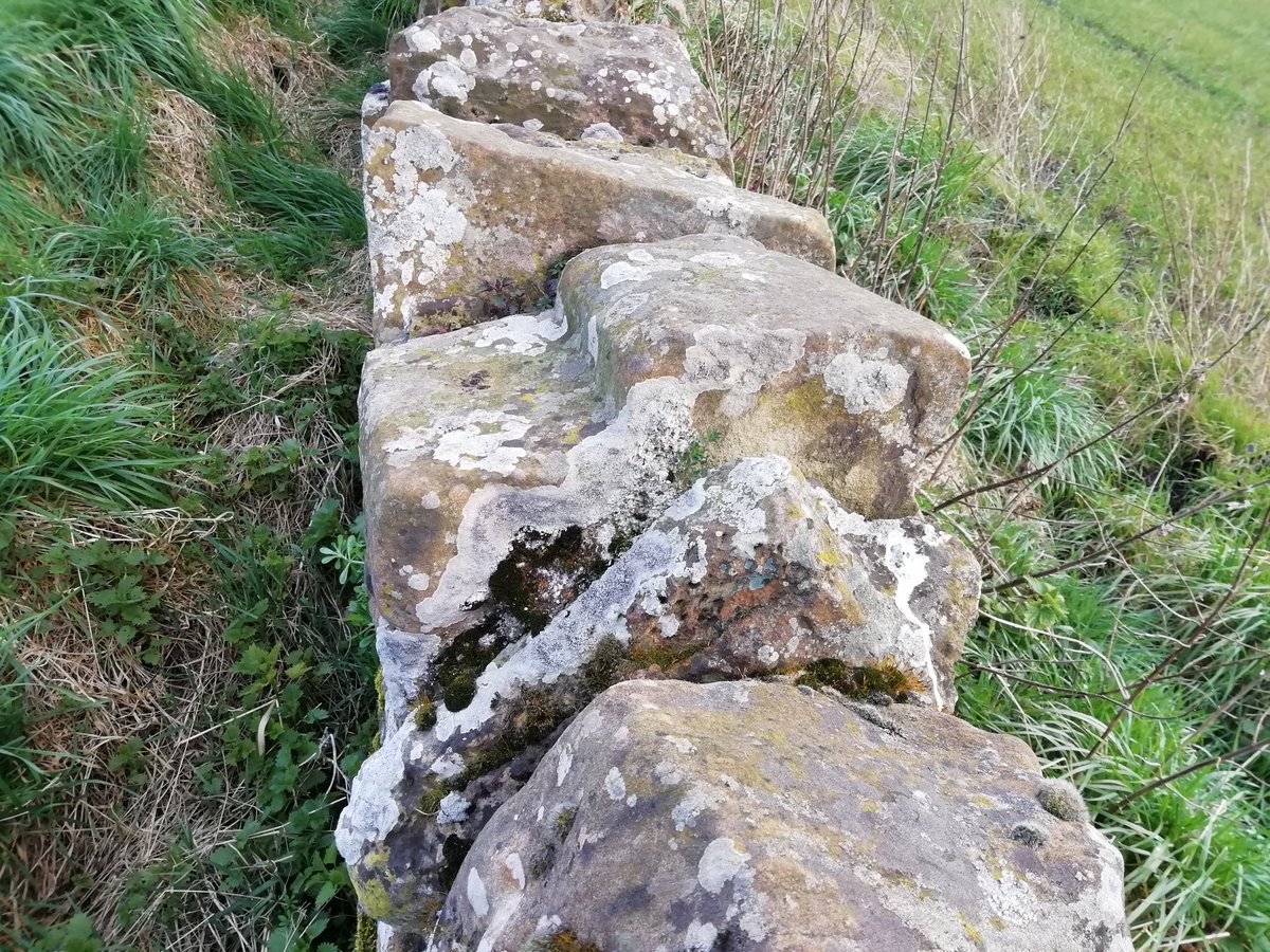 In truth you can find unusual stones that once formed parts of other structures reused in walls all over Prestonpans, but none compare with those found in a field boundary wall on the edge of townYou get an inkling this is no ordinary wall from some standout wall-toppers (6/12)