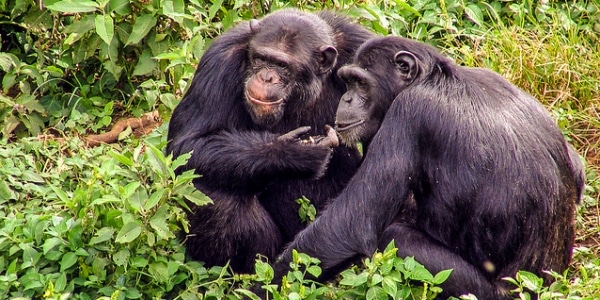 WCFF_org's tweet photo. #Nigeria to establish conservation area within Ise Forest Reserve, where 20 Nigeria-Cameroon chimpanzees may survive. Less than 3,500 left in the wild, the Nigeria-#Cameroon #chimpanzee faces threats including #hunting for #bushmeat trade, #deforestation for timber &amp; #agriculture https://t.co/X9eAMmE8jE