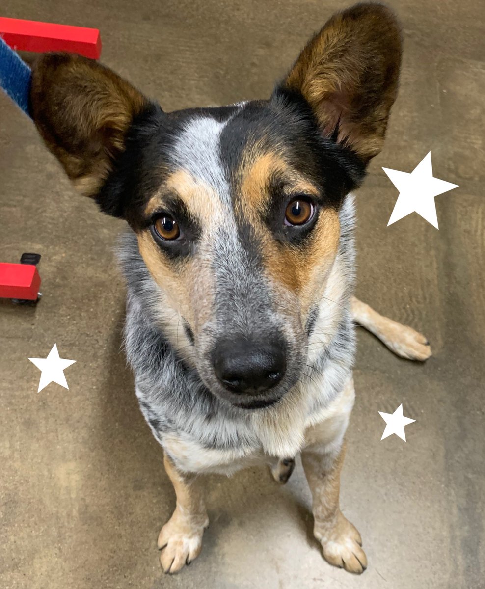 petplanetMPA's tweet photo. Jake says Hi 👋🏼!! Happy #freetreatfriday !
We all love Jake, he comes in every Friday morning to visit! We may not be able to pet all your babies right now but we can’t wait to shower them with all the belly rubs and pets when this is social distancing is over! https://t.co/skiP3dt3Y5