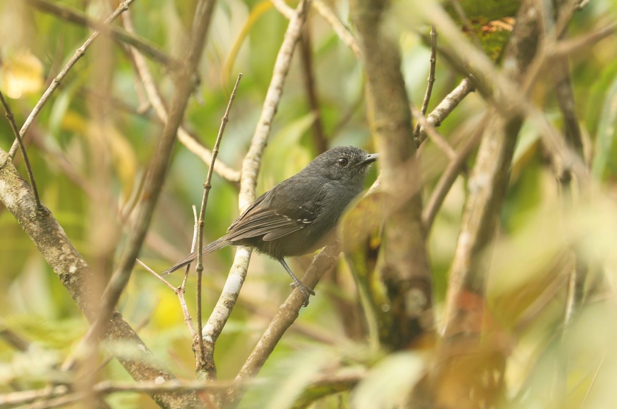 ..and mapping territories of species across the whole plot, Parker's Antbird being one of my favourites thus far. Will continue this thread as things develop in my impromptu lockdown Andean bird obs