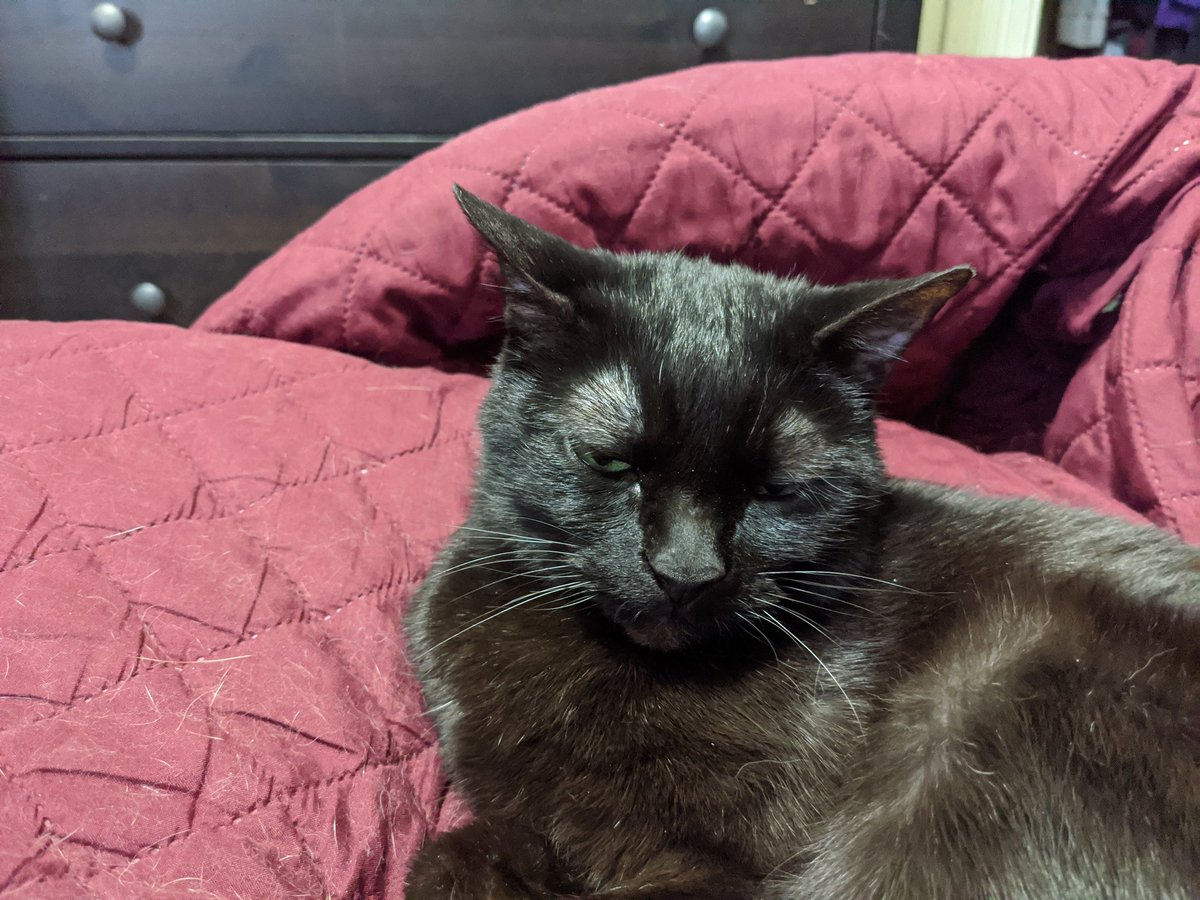 GundamCat13's tweet photo. Griff really wanted to go cuddle with Tex, but first she was too busy washing her toes, then she kept giving him super serious side eye πΉ #GriffCat #TexCat https://t.co/hK5C8jQY7b