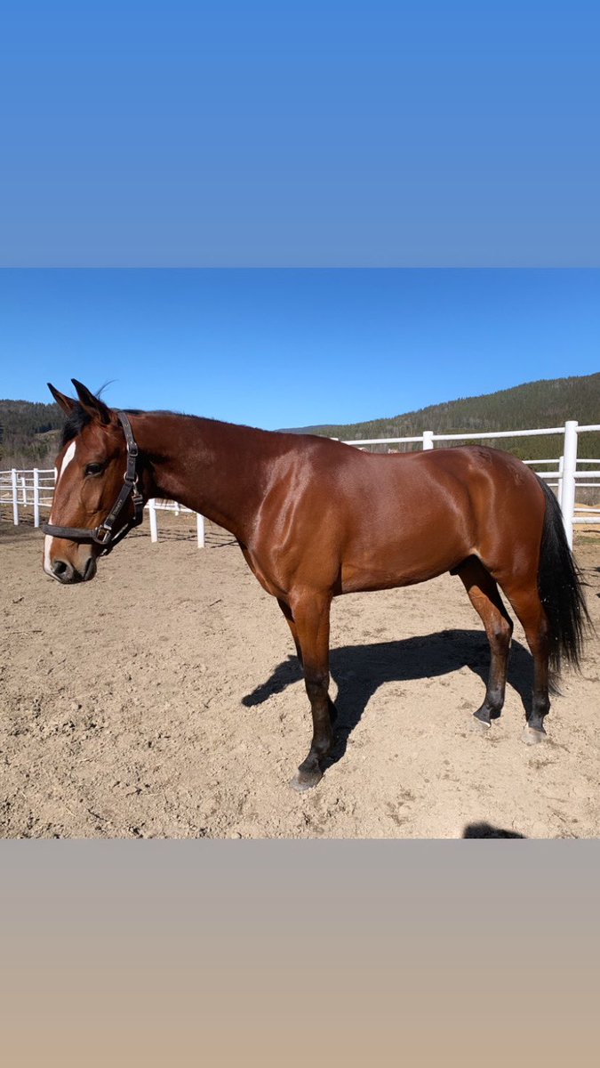 Hanneronningen's tweet photo. Flying Spirit O.M 💫2yo. E.Code Bon U.Chip Va Bene https://t.co/x8magAL3r2