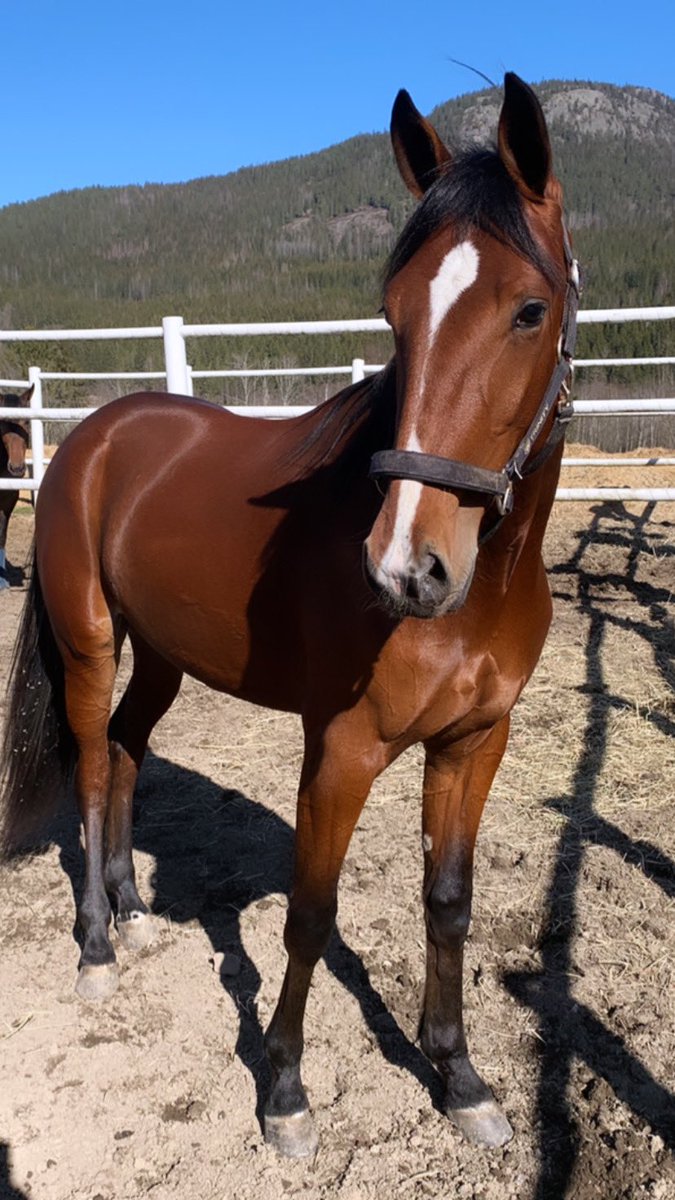 Hanneronningen's tweet photo. Flying Spirit O.M 💫2yo. E.Code Bon U.Chip Va Bene https://t.co/x8magAL3r2