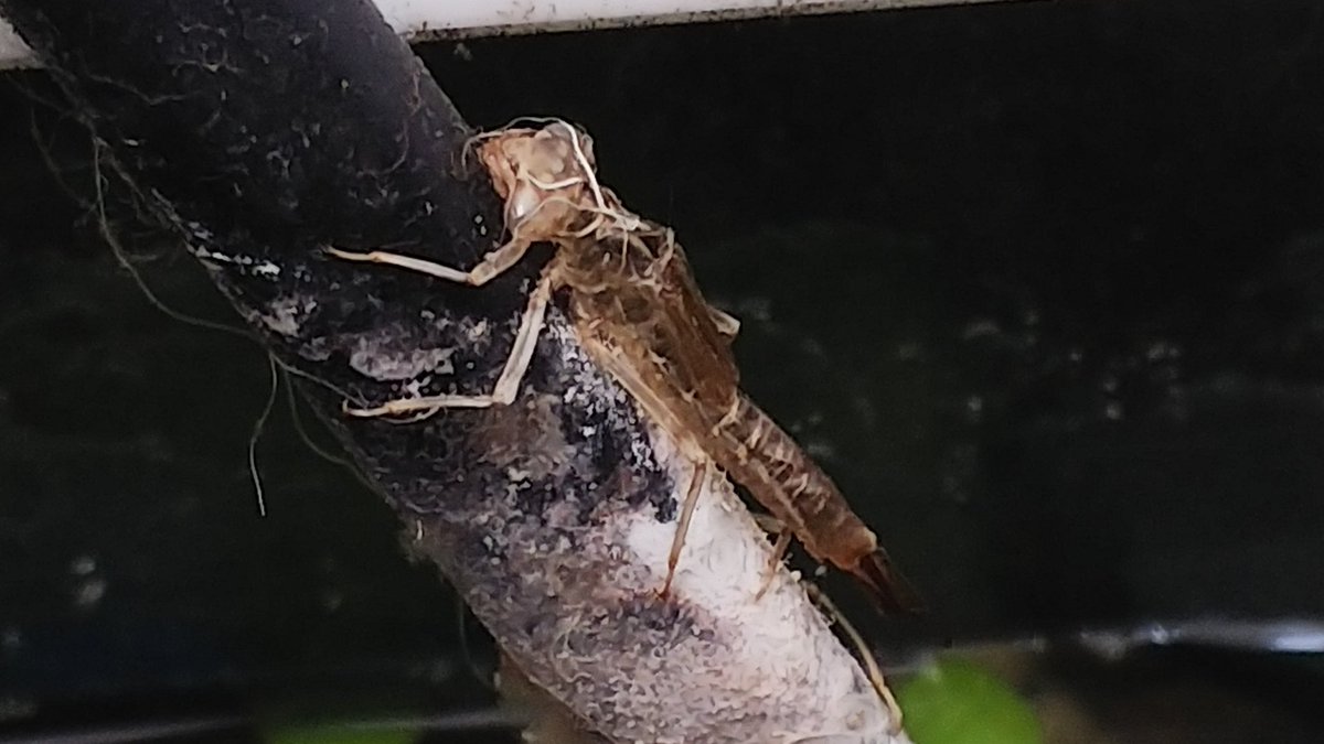 白い羽 先日ですが メダカの水槽から糸蜻蛉 イトトンボ が羽化しました 朝食中だったので 最初は 虫が飛んでる と 家の中で騒ぎに まさかのイトトンボでした 外に逃がしてあげようとしましたが 届かない場所へ 残念 メダカ いと