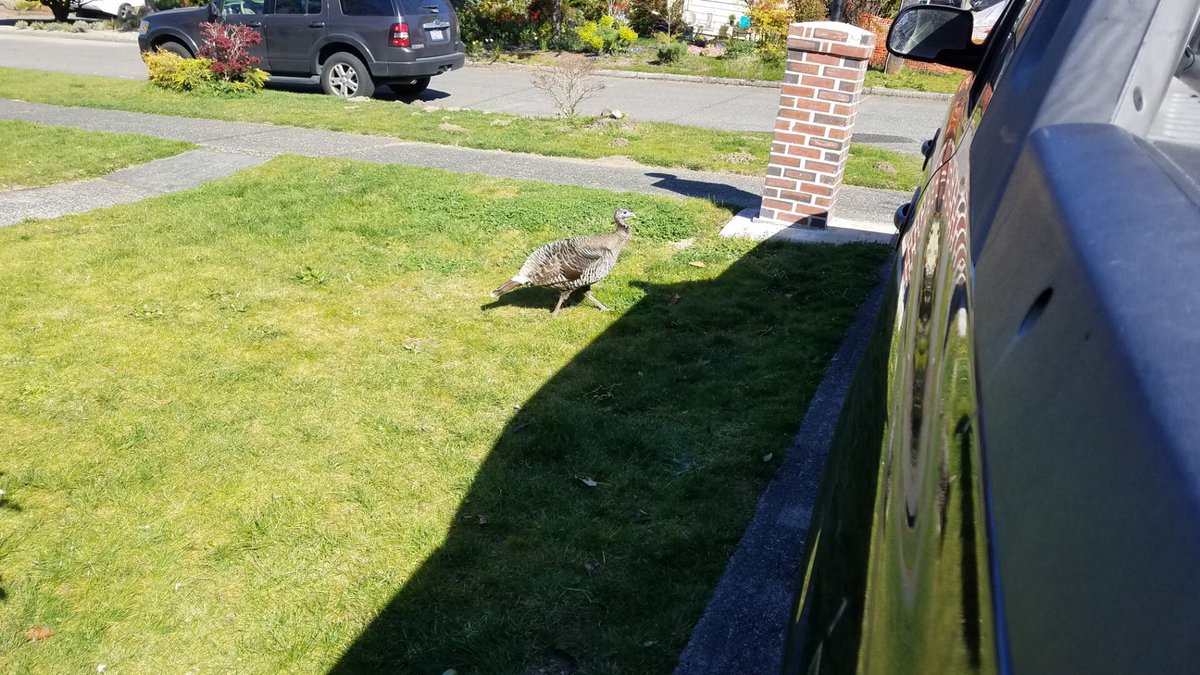 Hey <a href="/westseattleblog/">West Seattle Blog</a> There was a turkey sighting earlier today around Elmgrove &amp; California, in Coach Kriley’s yard (head boy’s coach at West Seattle HS). Go Wildcats and go Tallulah! #westseattleturkey
