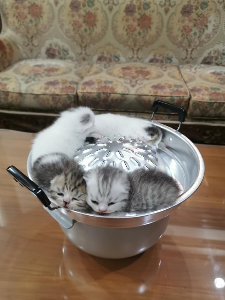ak_xn8's tweet photo. หมั่นเขี้ยววว !!!  จับกินเลยนะ 🐱🐱🐱 https://t.co/TVl208Ij45