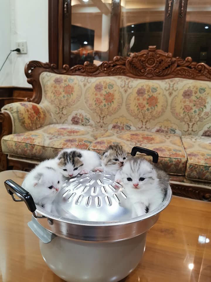 ak_xn8's tweet photo. หมั่นเขี้ยววว !!!  จับกินเลยนะ 🐱🐱🐱 https://t.co/TVl208Ij45