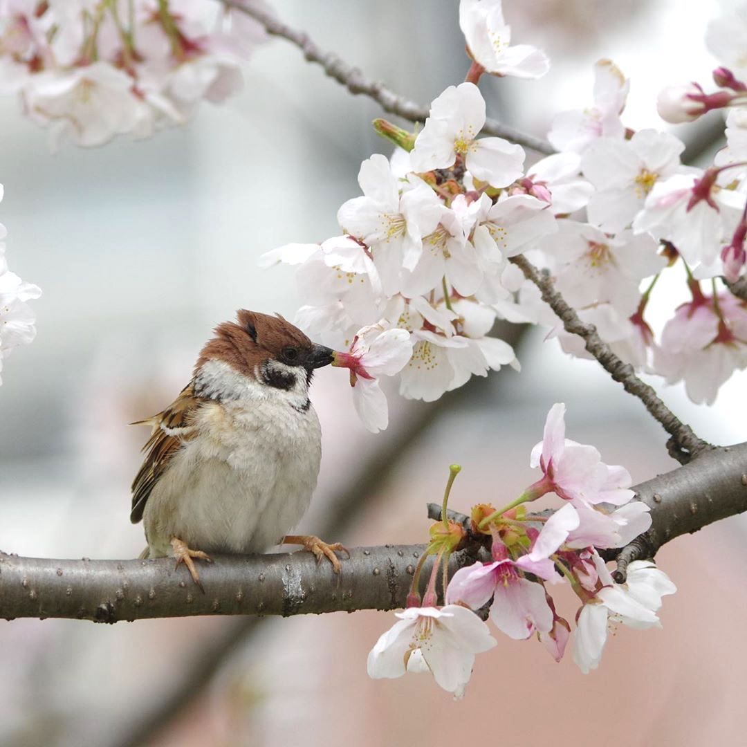 9GAG's tweet photo. Sparrow admiring cherry blossom🌸

📸 onakan_s | IG https://t.co/zhAGuQfrIH