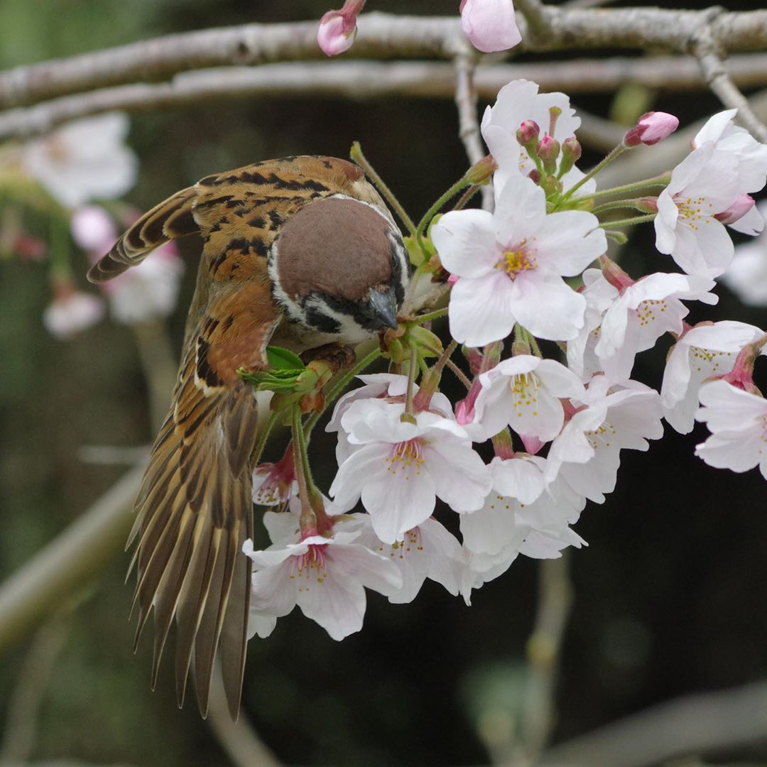 9GAG's tweet photo. Sparrow admiring cherry blossom🌸

📸 onakan_s | IG https://t.co/zhAGuQfrIH