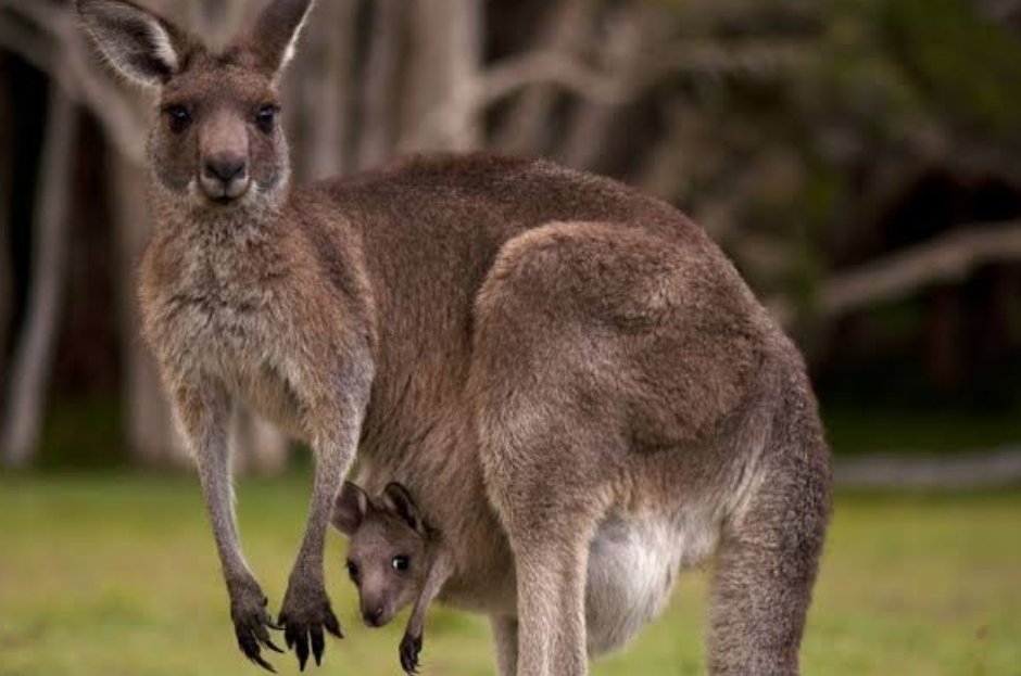 Kangaroos are native to Australia however, some can be found in NZ and PNG with some ?sightings in USA. The theory is that they probably originated from S.America during the Gondwaland period. Theyre marsupials and herbivores.