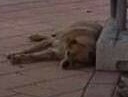⚠️ URGENTE MURCIA⚠️
🆘Este perrito esta en peligro, al parecer es de alguien que lo echa de su propia casa tirandole botellas para que se vaya y el pobre solo quiere volver, se va a morir esta en muy mal estado. San Pedro del Pinatar 
Contacto Lorena 697372294