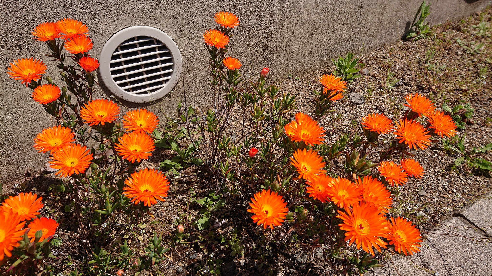 なおすけ 今日から2連休 やっと見れた このお花は朝と夕方には花 を閉じ 昼間しか開かないので おまりお手入れしてないのに 笑 多年草で毎年オレンジ色の綺麗な花を咲かせてくれます 名前は忘れました 笑 T Co Wphca86emd Twitter