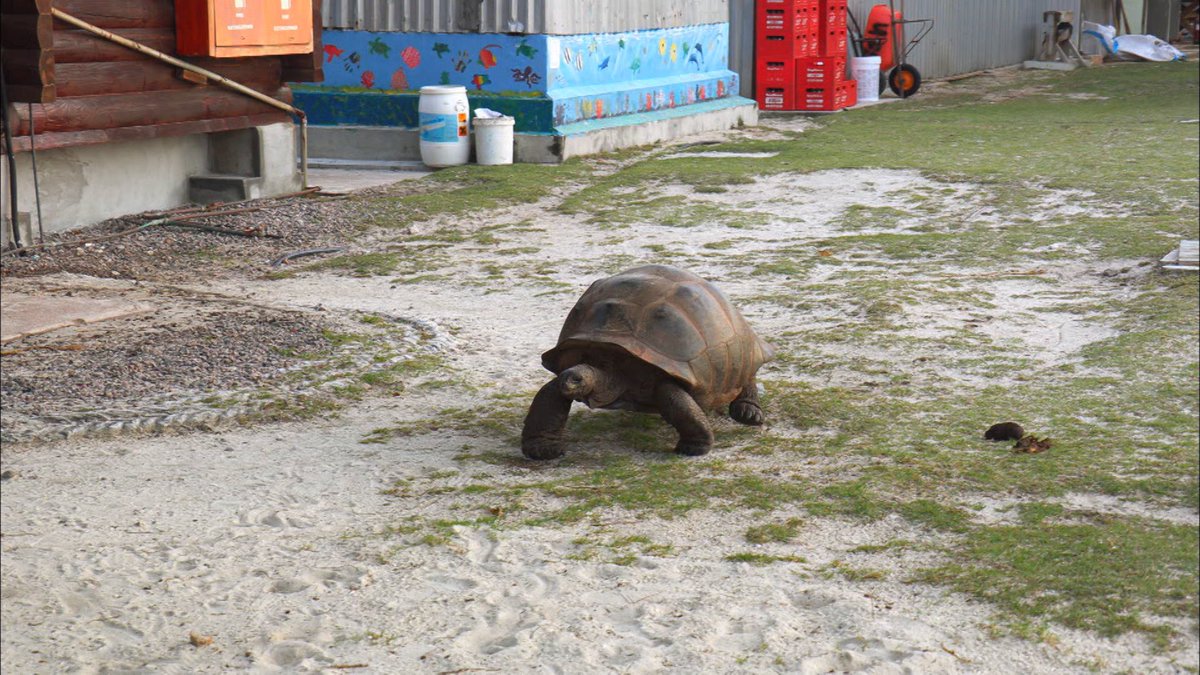 世界遺産 No Twitter 一般人立ち入り禁止のアルダブラ環礁には 研究施設しか建物はありません そこを闊歩する 固有種のアルダブラゾウガメ 体重300キロにもなる こんな巨大なカメが15万頭もいます 明日午後6時放送です 世界遺産 インド洋 セーシェル