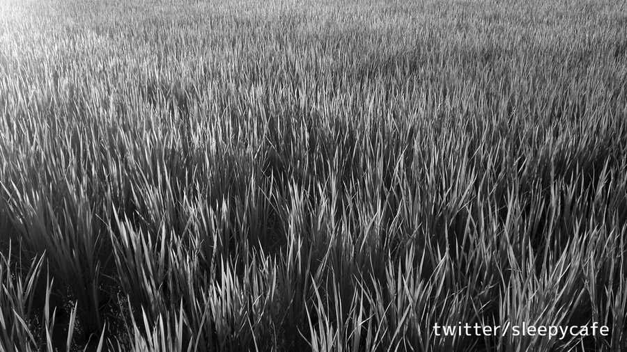 sleepycafe's tweet photo. 🌾令和初の米作り #3🌾
https://t.co/QbaAytzNpo
かつての官道・南海道沿いに広がる水田。何の変哲もない水田に見えるが、実は飛鳥時代（７世紀）に施行された班田収授法にもとづく「口分田」の名残りなのだそう。

#令和初 #令和元年 #班田収授法 #乙巳の変 #大化の改新 #南海道 #飛鳥時代 https://t.co/qdO3TkGkzO