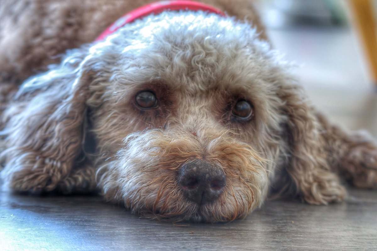 jsam_1967's tweet photo. This social distancing really sucks. #Molly #daywithdog #waitingfortreats https://t.co/Q3Ie4WVTME