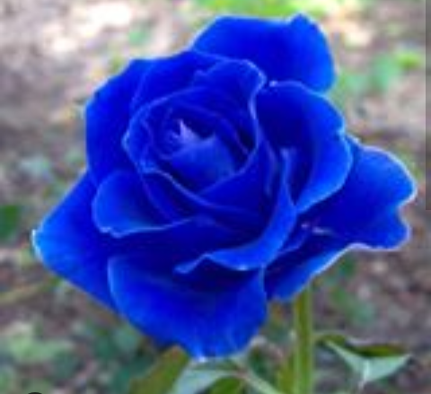 VeronicaWarsin1's tweet photo. Have a nice Saturday 
My dear friends
Stay at home
God Bless You https://t.co/DgUGiNrh1o
