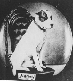 Ok, not to end on a super sad note, here's Harvey, of the 104th Ohio. Not an AoP dog, but a good Buckeye through and through. He was wounded in the Atlanta Campaign but made it thru to head back home to Wellsville, OH to have many good borks after the war