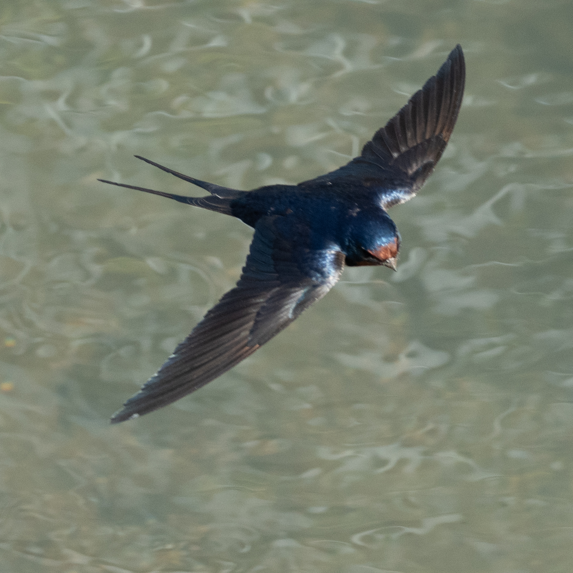 ぱんだまんち ツバメさん 冬鳥はほとんどいなくなり 夏鳥の季節 いつものカワセミのポイントで待っていたけど通過するだけで止まらないのでツバメを撮ってみました 飛翔速度が速く成功率数 D500 T Co Vuyazhbefd Twitter