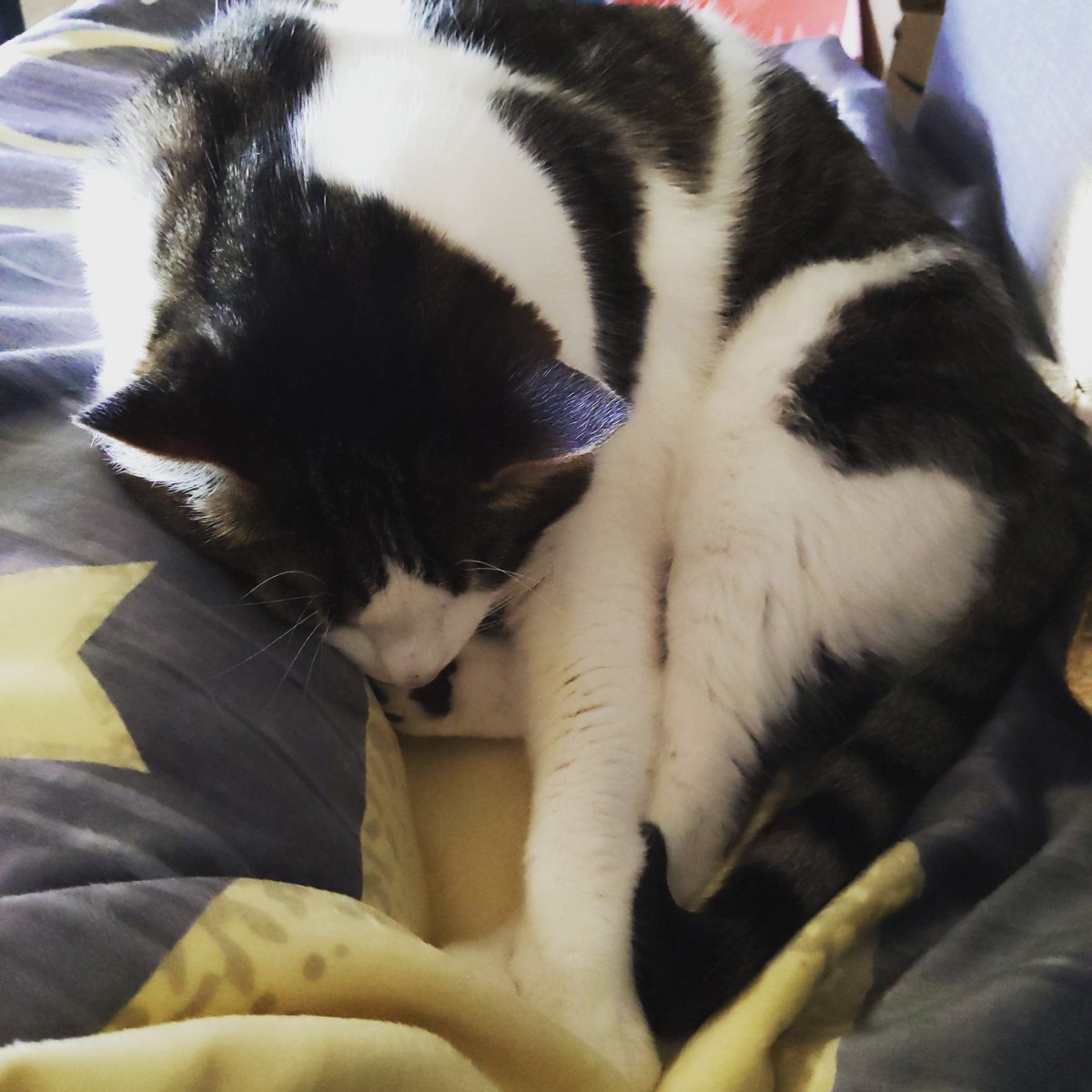 MazurkaCat's tweet photo. Life is hard. 
Take a nap. https://t.co/7UWoPfafQ2