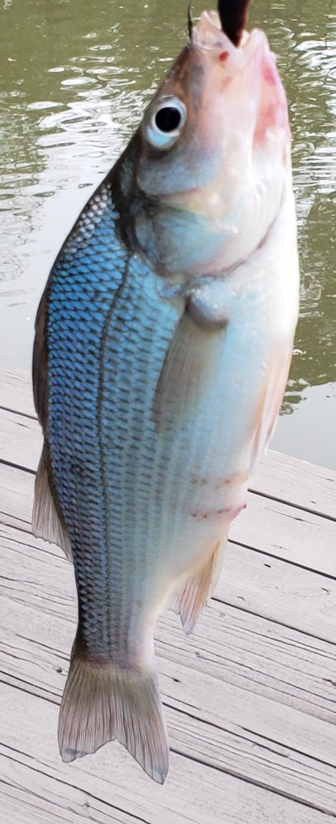 LCBFishing's tweet photo. Just wanted to shout out to my P. E. and Fishing Club Students. I miss you all!  I hope you are getting  outside and enjoying nature, safely. Here are a few fish that we have caught recently in our area. I wish you could go fishing with me...!
Coach Barker https://t.co/KrkDvpKxOw