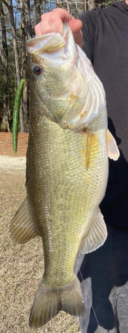 LCBFishing's tweet photo. Just wanted to shout out to my P. E. and Fishing Club Students. I miss you all!  I hope you are getting  outside and enjoying nature, safely. Here are a few fish that we have caught recently in our area. I wish you could go fishing with me...!
Coach Barker https://t.co/KrkDvpKxOw