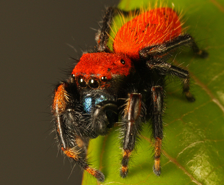Aí que entram nossas amigas papa-moscas.Papa-moscas são aranhas diurnas que dependem muito das cores para tudo na vida, isso as torna vulneráveis para predadores como aves e lagartos. Com cores de uma formiga-feiticeira, não. Algumas imitam até as cerdas, e funciona muito bem.