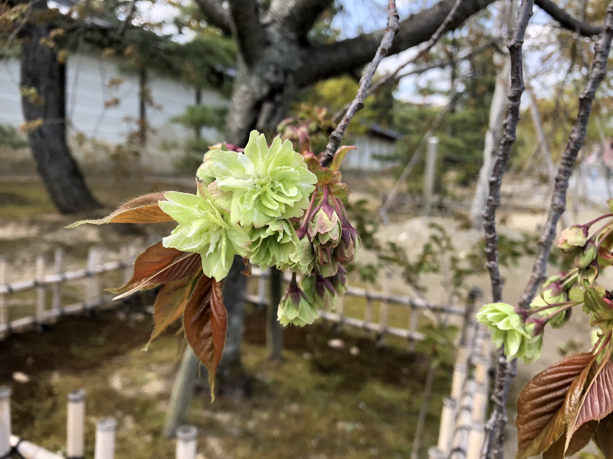 仁和寺 御衣黄桜が咲き始めました 御衣黄は御室桜より遅く咲き 緑色の花をつける珍しい桜です 仁和寺が発祥の地といわれています 仁和寺 T Co Ebw3bhcosv Twitter