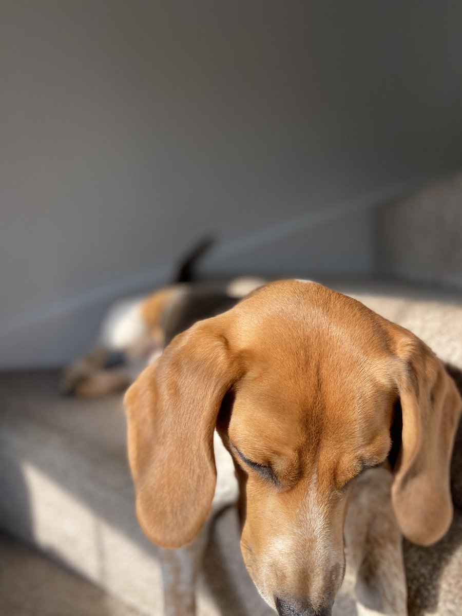 BeagleandMe's tweet photo. This lunatic helping me through the ol’ lockdown #DailyMabel https://t.co/ntJF8XoJkx