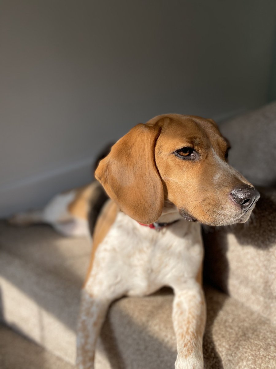 BeagleandMe's tweet photo. This lunatic helping me through the ol’ lockdown #DailyMabel https://t.co/ntJF8XoJkx