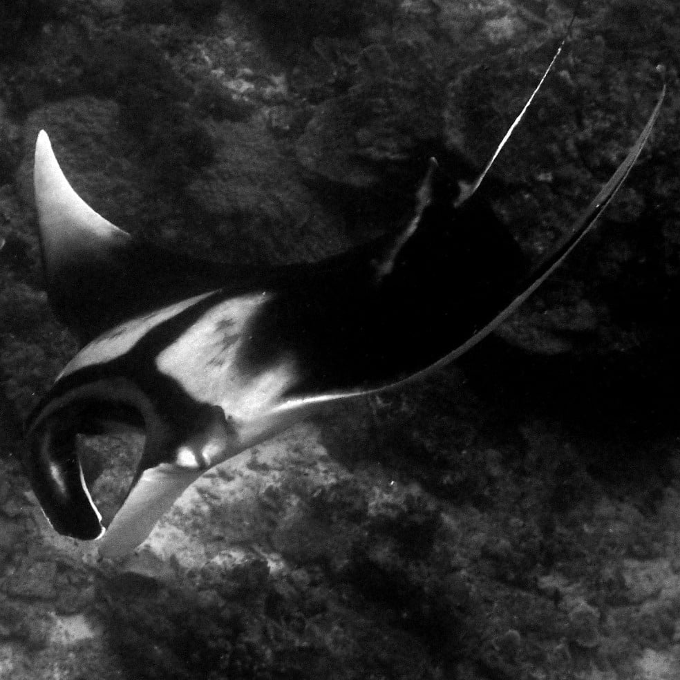 eatmybubbles20's tweet photo. Don't cancel, postpone your trip!
Discover more Manta Ray in Komodo. Follow us for more picture.

#dive #diving #Komodo #rajaampat #Tourism #tour #trip #holiday #vacation #scubadiving https://t.co/IrKVezP5VC