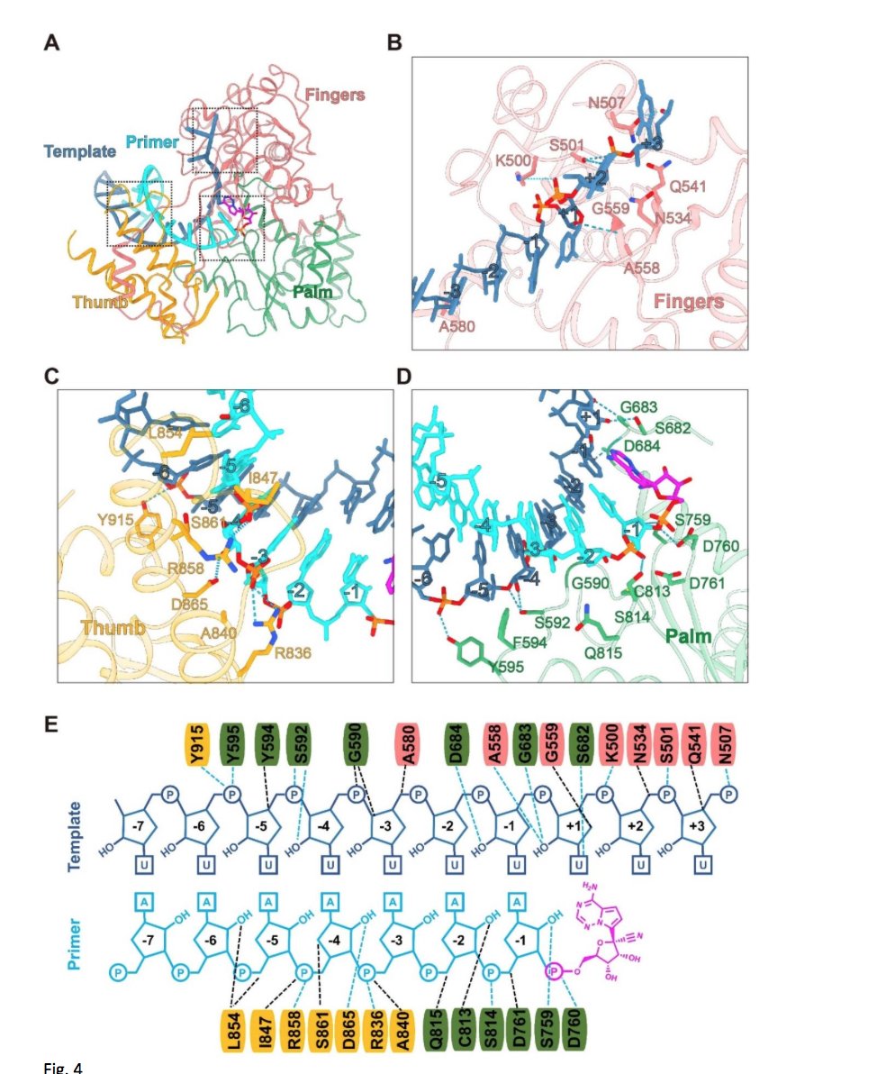 We have now a very good idea how does Remedesivir blocks  #SARSCoV2 virus replication from a beautiful paper that came out yesterday detailing the mechanisms -> directly targeting RNA-dependent RNA polymerase (RdRp), critical for many virus to replicate  https://www.biorxiv.org/content/10.1101/2020.04.08.032763v2