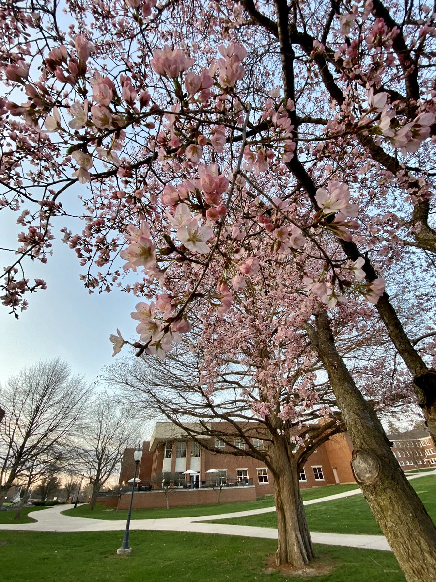 MonmouthCollege's tweet photo. Good Friday 🌸🌞 Campus has blossomed! Rest, relax and recharge this weekend Scots. #ItsGreatToBeAScot https://t.co/AWsgssxbFl