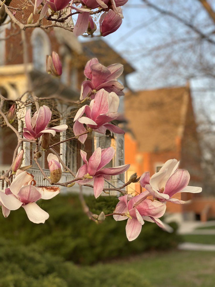 MonmouthCollege's tweet photo. Good Friday 🌸🌞 Campus has blossomed! Rest, relax and recharge this weekend Scots. #ItsGreatToBeAScot https://t.co/AWsgssxbFl
