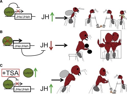 A Bug's Life™: Cell Edition