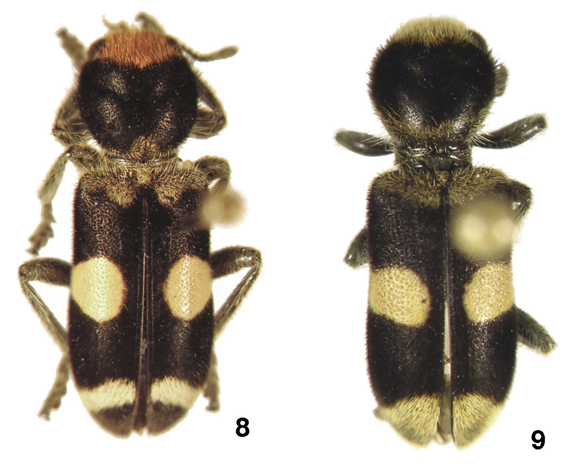 Por serem tão amedrontadoras e temidas no reino animal, parecer com elas é uma vantagem evolutiva.Por isso, existem muitos mimetismos envolvendo as formigas-feiticeiras, como o denominado mimetismo batesiano, que é quando um animal inofensivo imita o perigoso atrás de proteção.