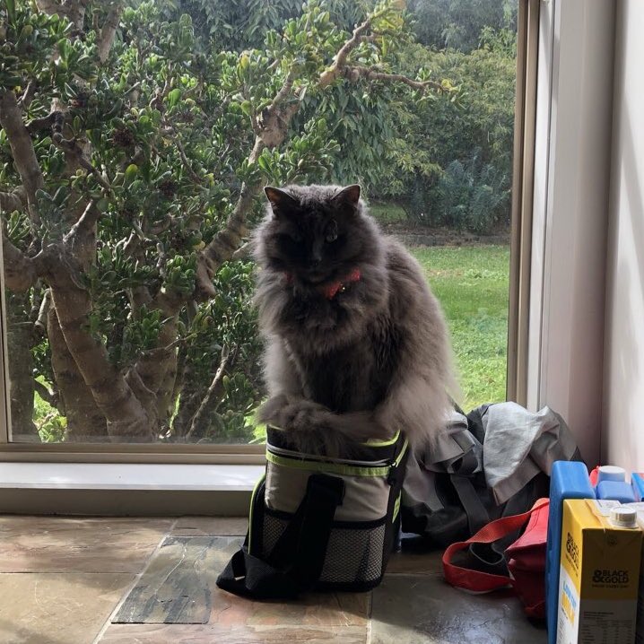 jungkook as my cat a thread