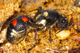 Em Salticidae (família das papa-moscas) praticamente só existem registros de mimetismos com formigas, ou pelo menos são os mais estudados.Cientistas acreditam que esse tipo de mímica é pelo menos tão comum quanto o de formigas, porque as cores denunciam isso, mas faltam estudos.