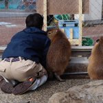 お客さん来ないね。桂浜水族館のカピバラと飼育員さんによる密会？可愛いw